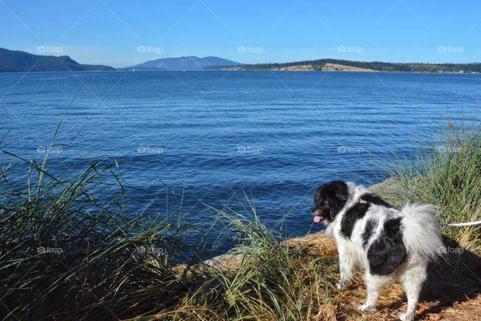 Dog on the shore