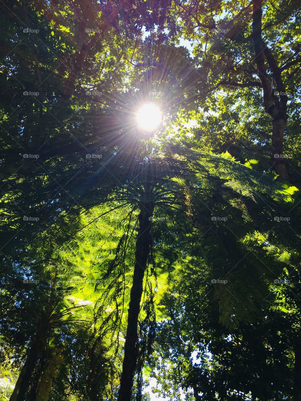 Sun shining through the trees 