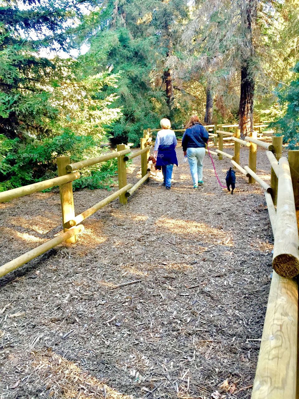 Just an afternoon walk through redwoods