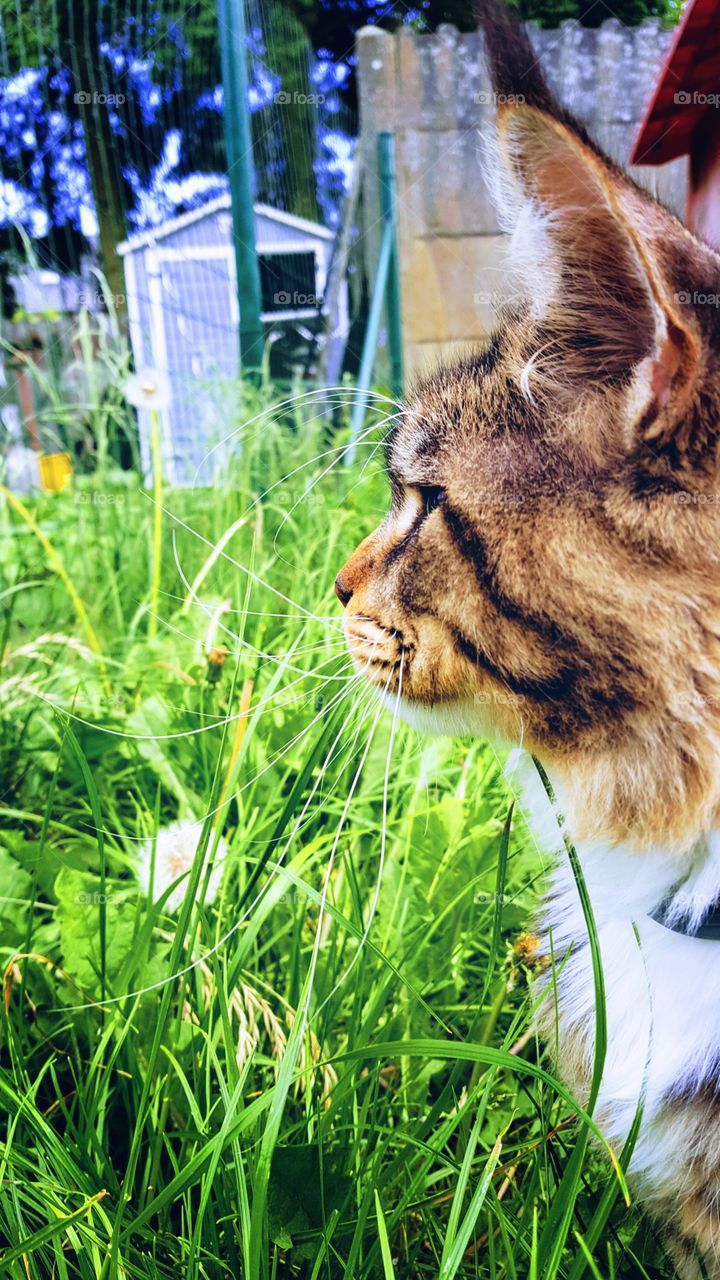 My Maine Coon Cat Hannibal in the grass