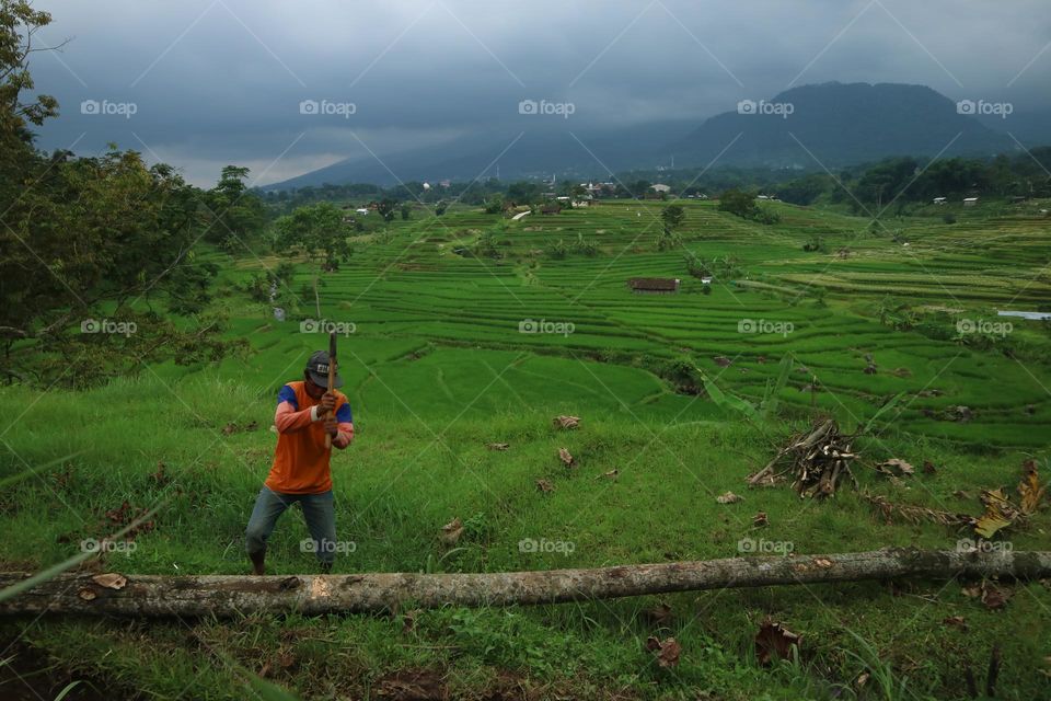 A man is cutting tree trunks with rice fields and mountains in the background