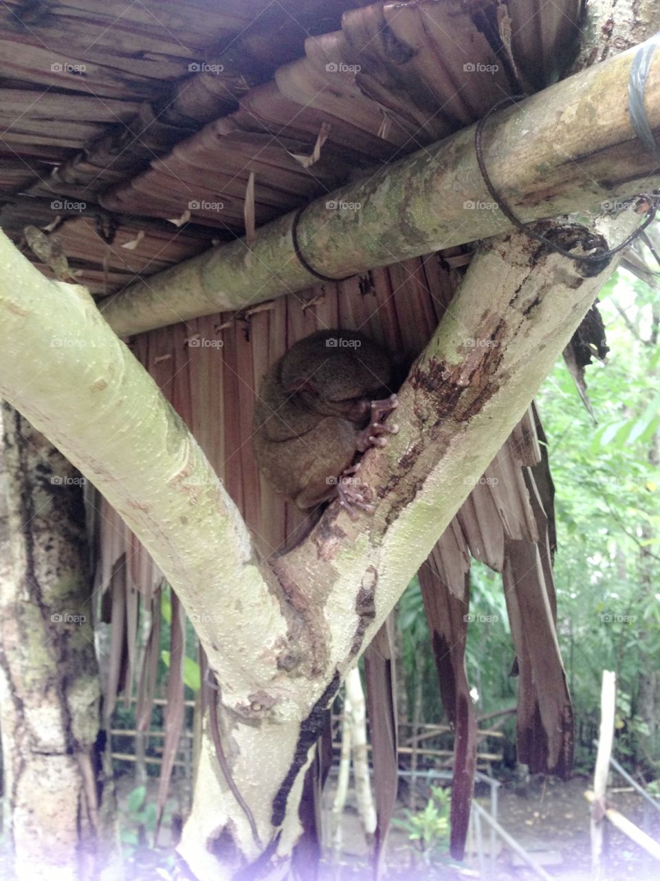 Wood, Nature, Tree, Tropical, Old