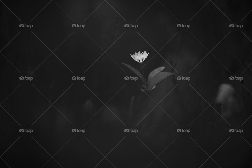 White wildflower on dark black background