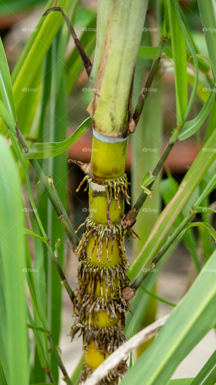 Sugarcane are several species of tall perennial true grasses of the genus Saccharum, tribe Andropogoneae, native to the warm temperate to tropical regions of South Asia, Southeast Asia New Guinea, and South America used for sugar production.