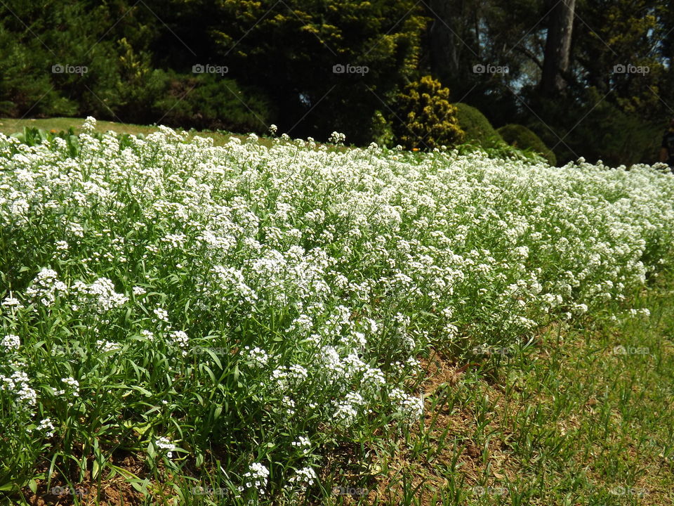 A beautiful garden of Gypsophila paniculata