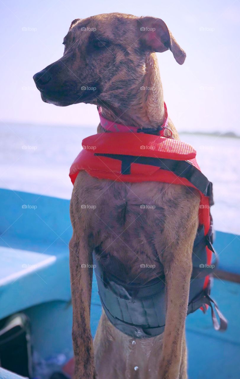 Boat pup