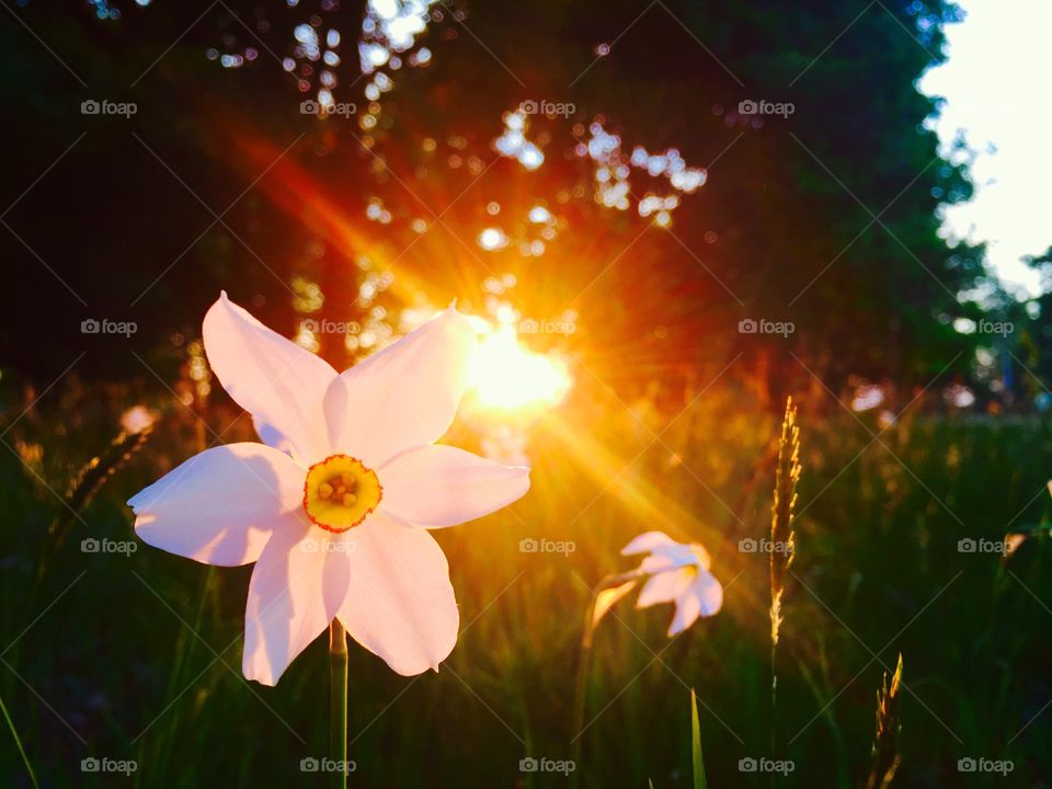 Daffodils in the sunlight