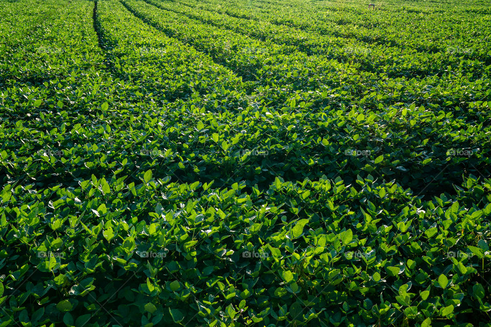 Beautiful tea garden in the morning