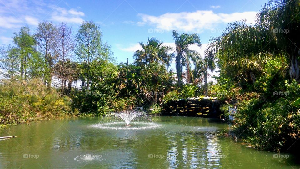 Water, Tropical, Tree, Nature, Travel