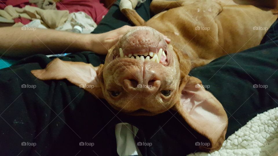 Vizsla dog ears smiling upside down
