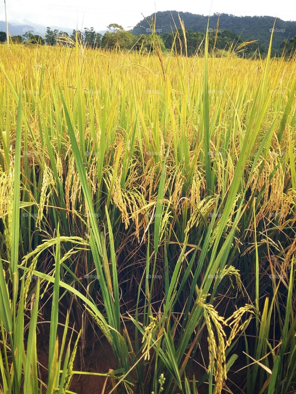 Sementes douradas da estação.