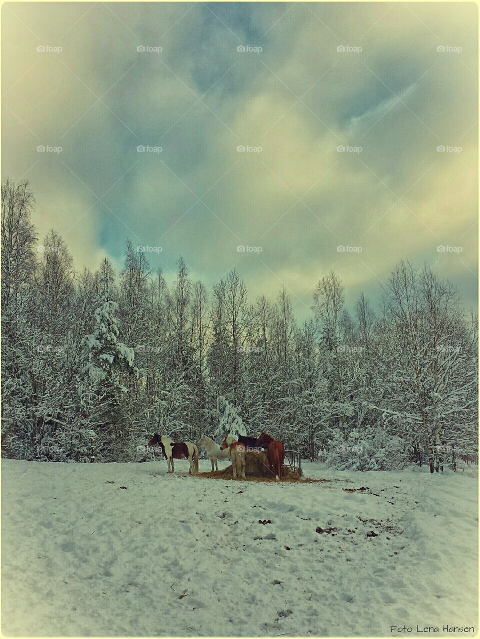 tree snow sweden.snö ponny by LenaHansen
