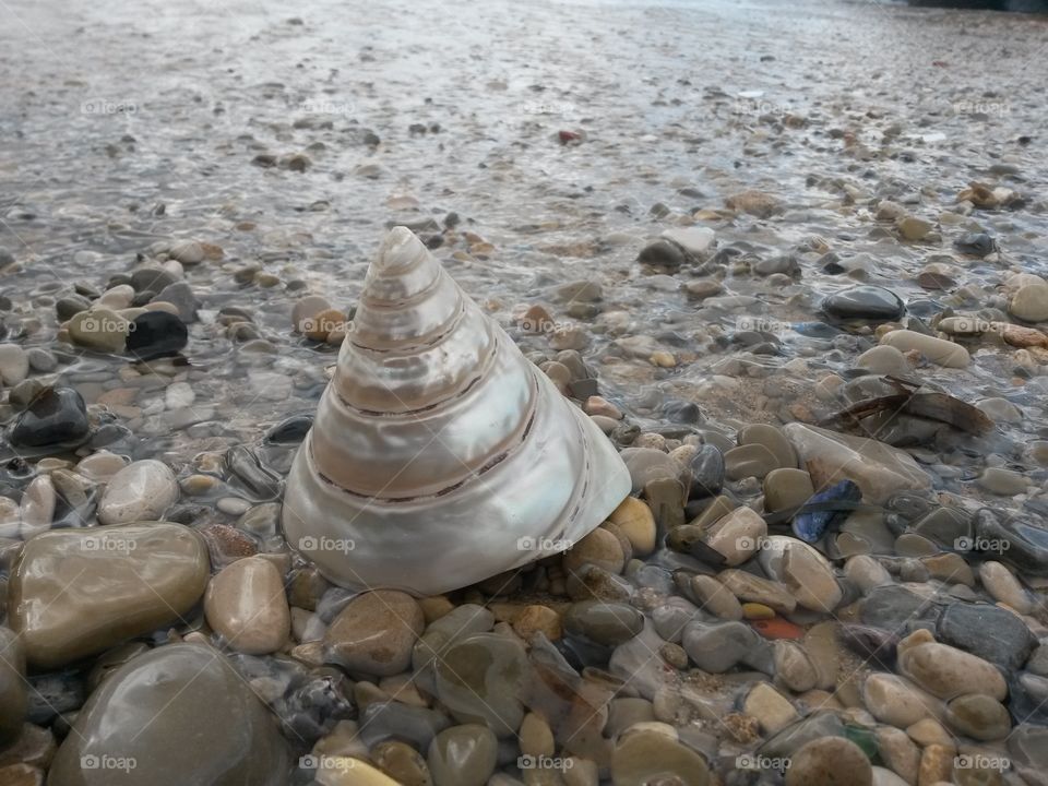 close up of conic seashell in front of the sea