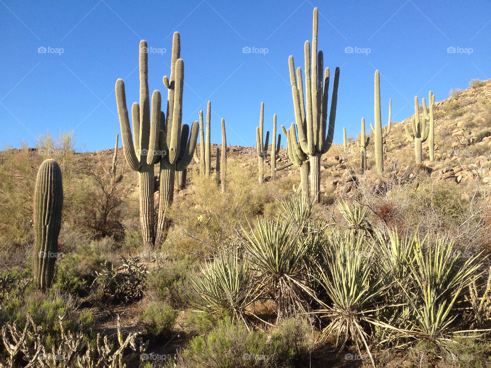 cactus near united states saguaro by arizphotog
