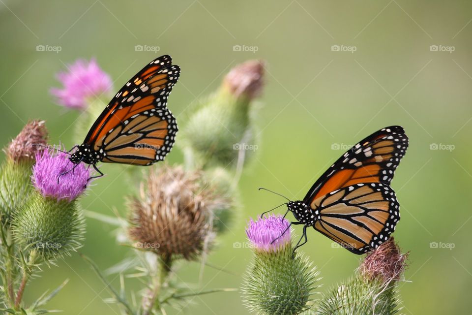 Monarch butterfly