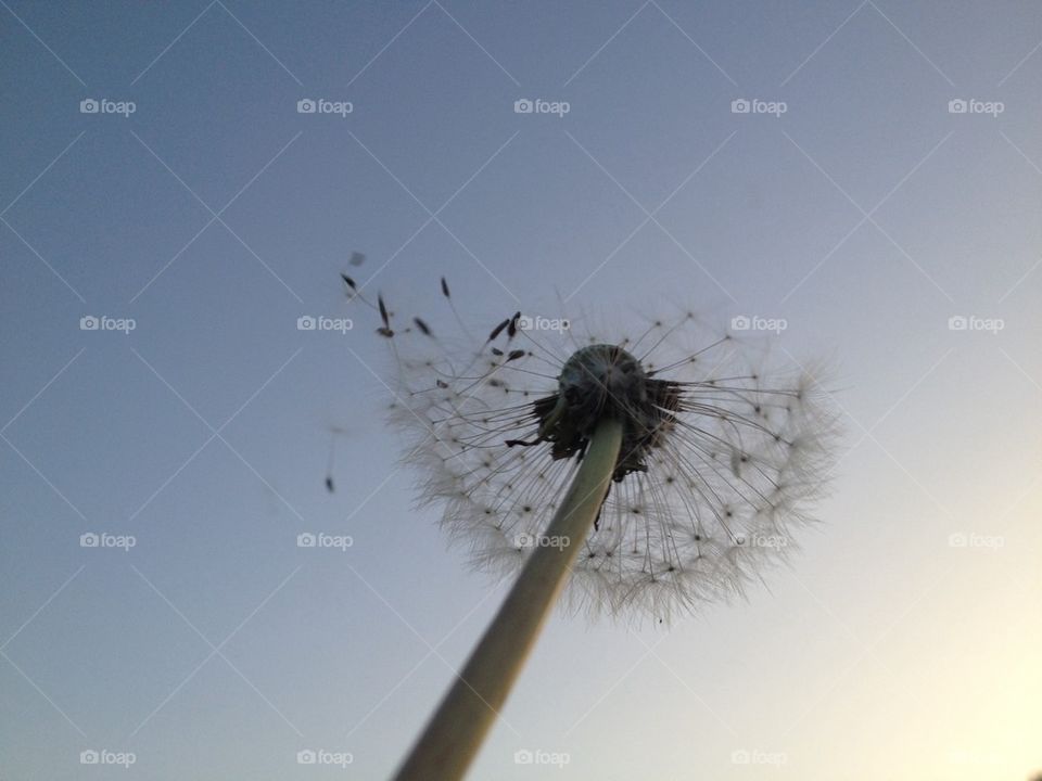 dandelion