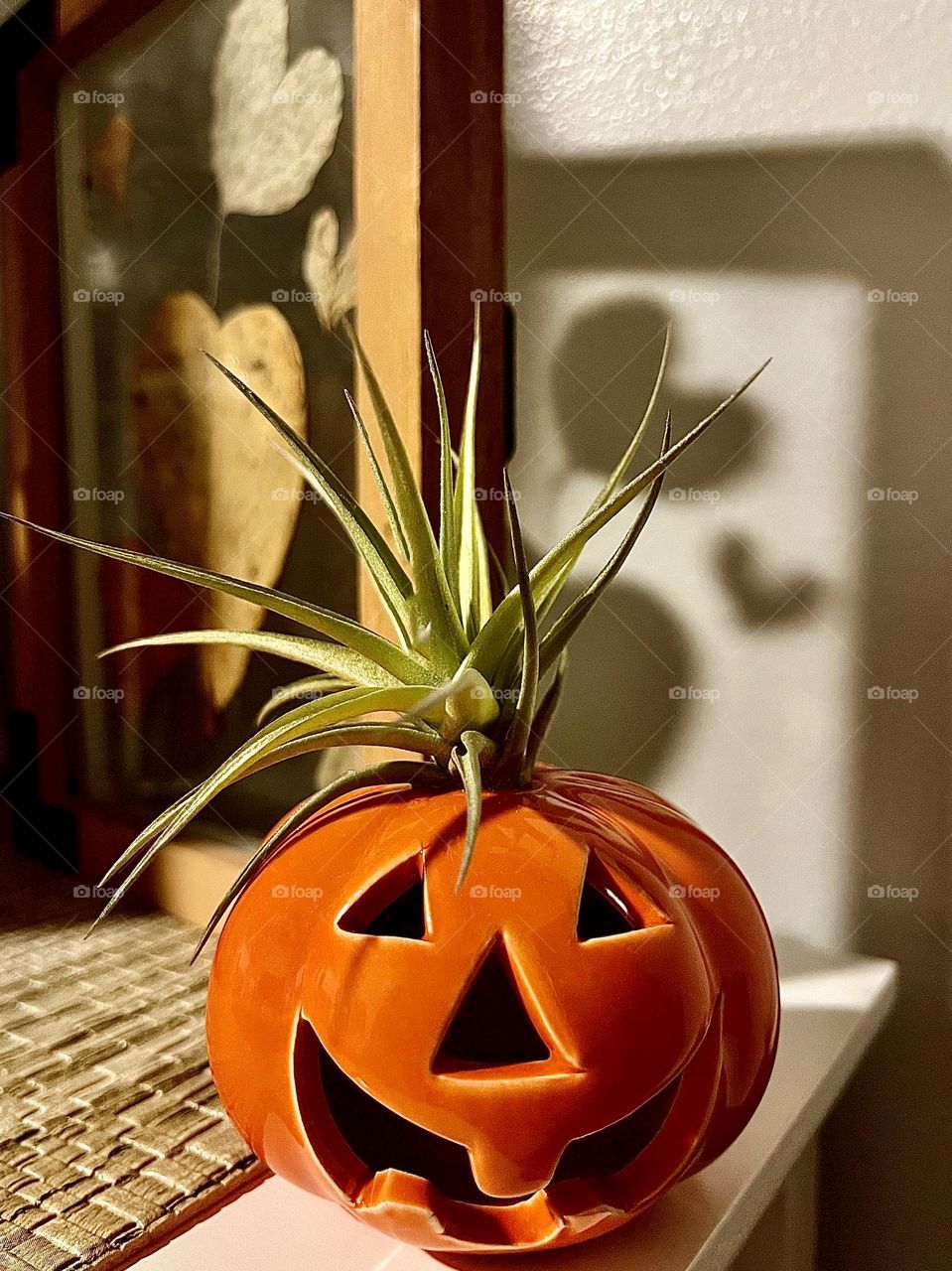 Pumpkin Air Plant
