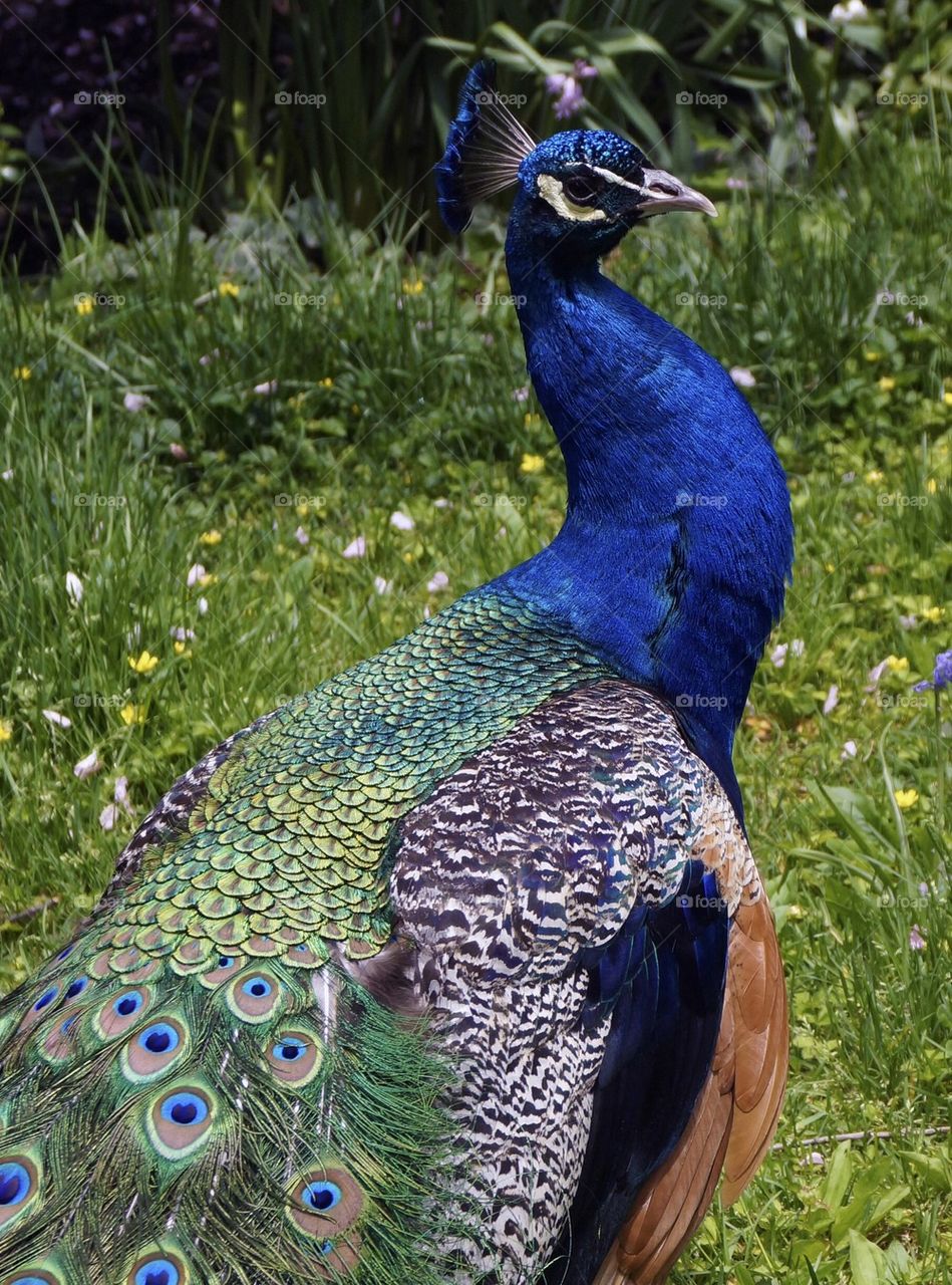 Beautiful blue Peacock