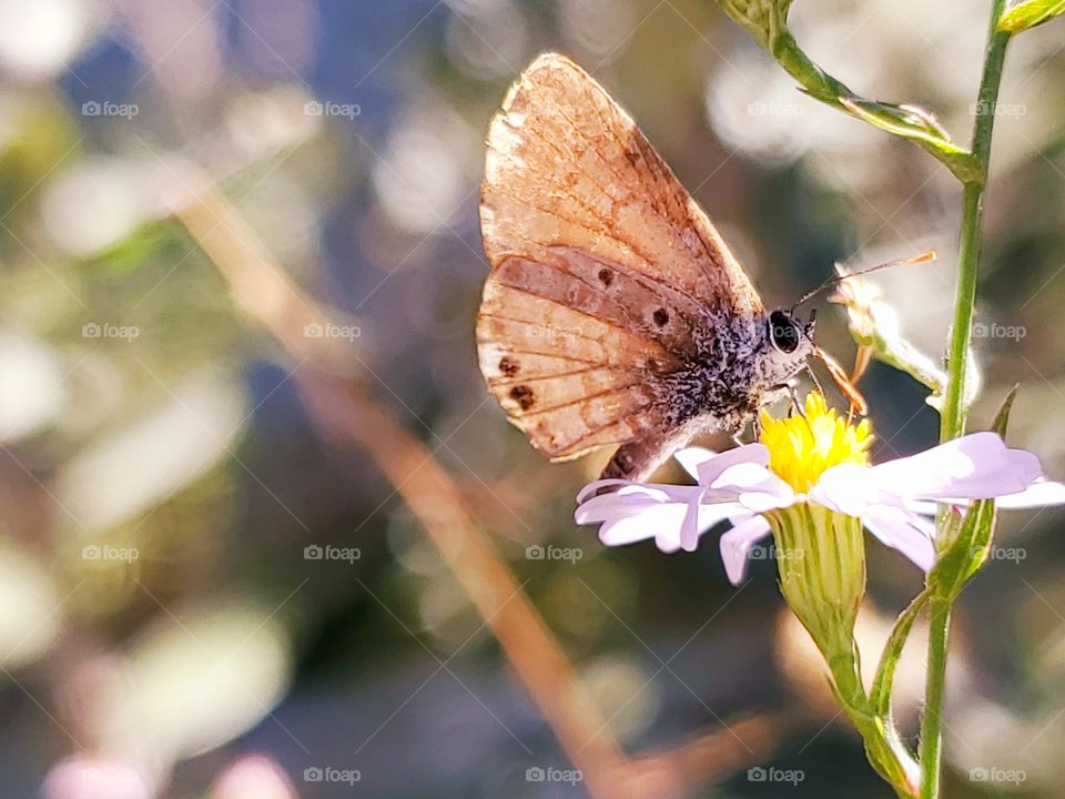 A butterfly feeding on wildflower nectar while being illuminated by bright sunlight that highlights the beautiful pastel colors everywhere.