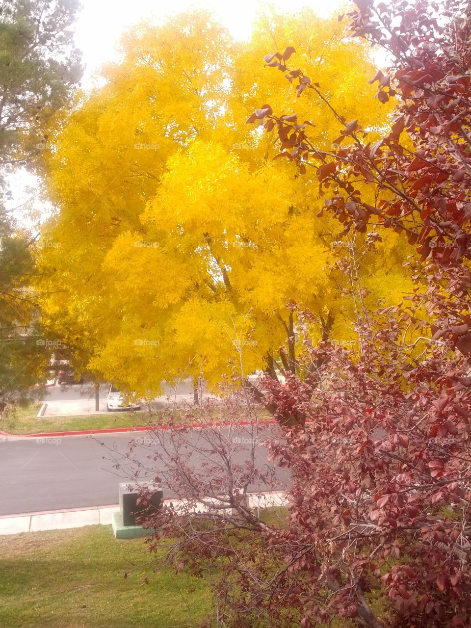 Yellow leaves