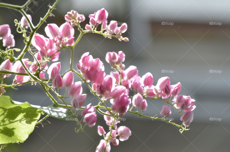 Flowers About To Open