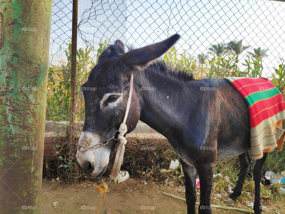 donkey with beautiful eyes