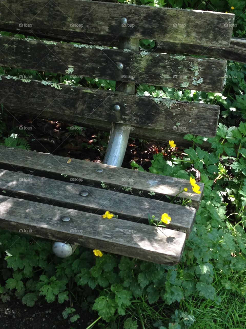 Flowers for the weary. Flowers grow through slats in a bench 