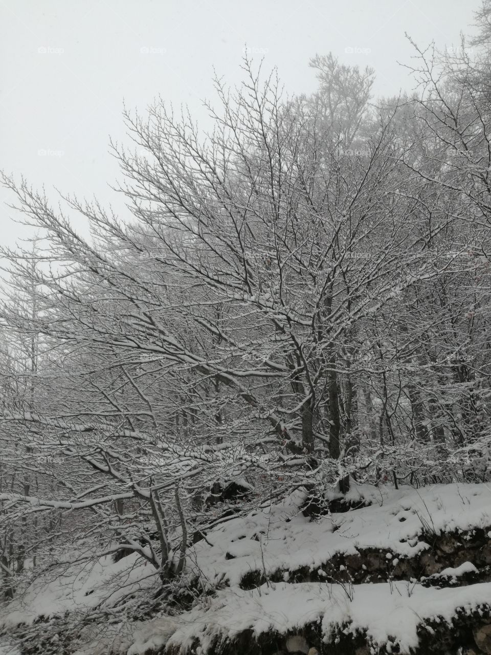 Trees under the snow