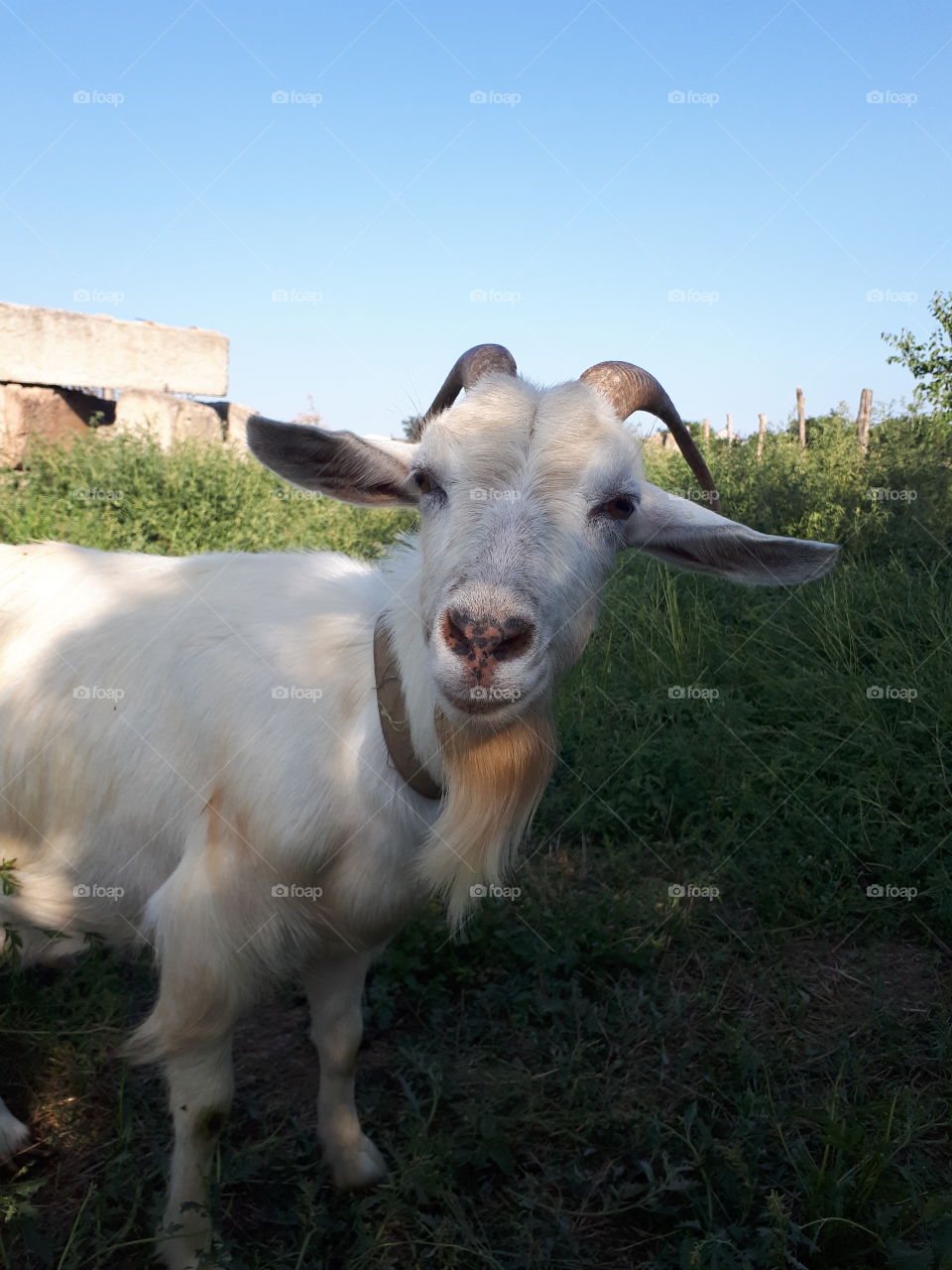 White goat at the field