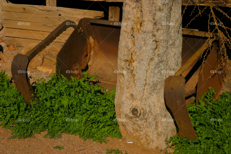 phoenix arizona tree plant metal by cmosphotos