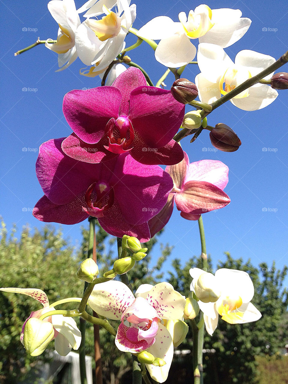 sweden garden purple sommar by elluca