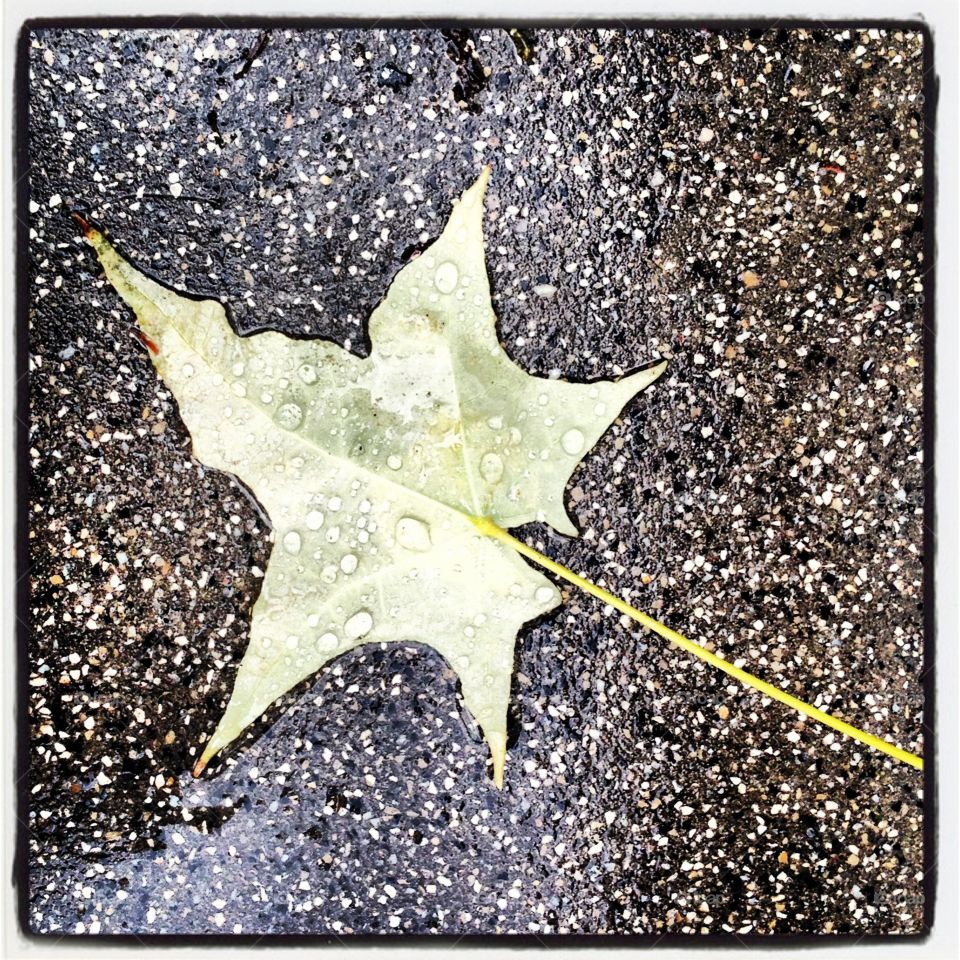 Lonely leaf  in Paris , beautiful autumn photography, graphic and crisp image by Lika Ramati art