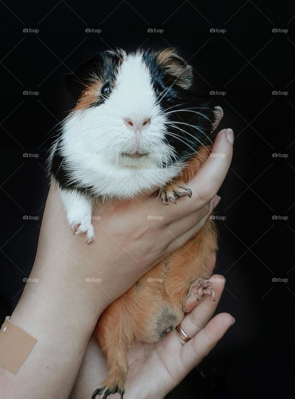 Морська свинка