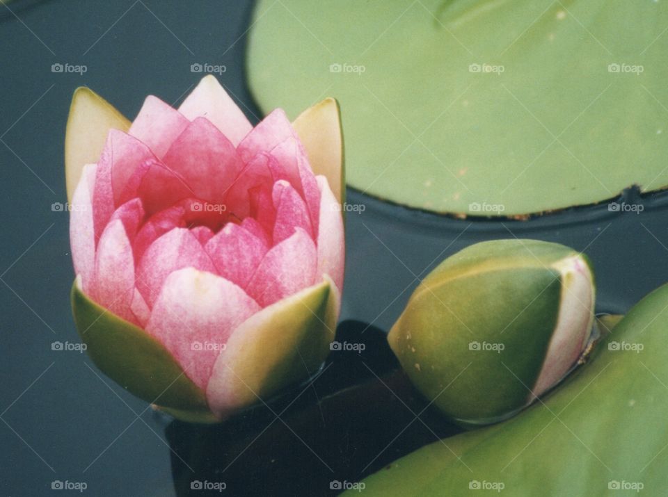 Pink Waterlily Blooms