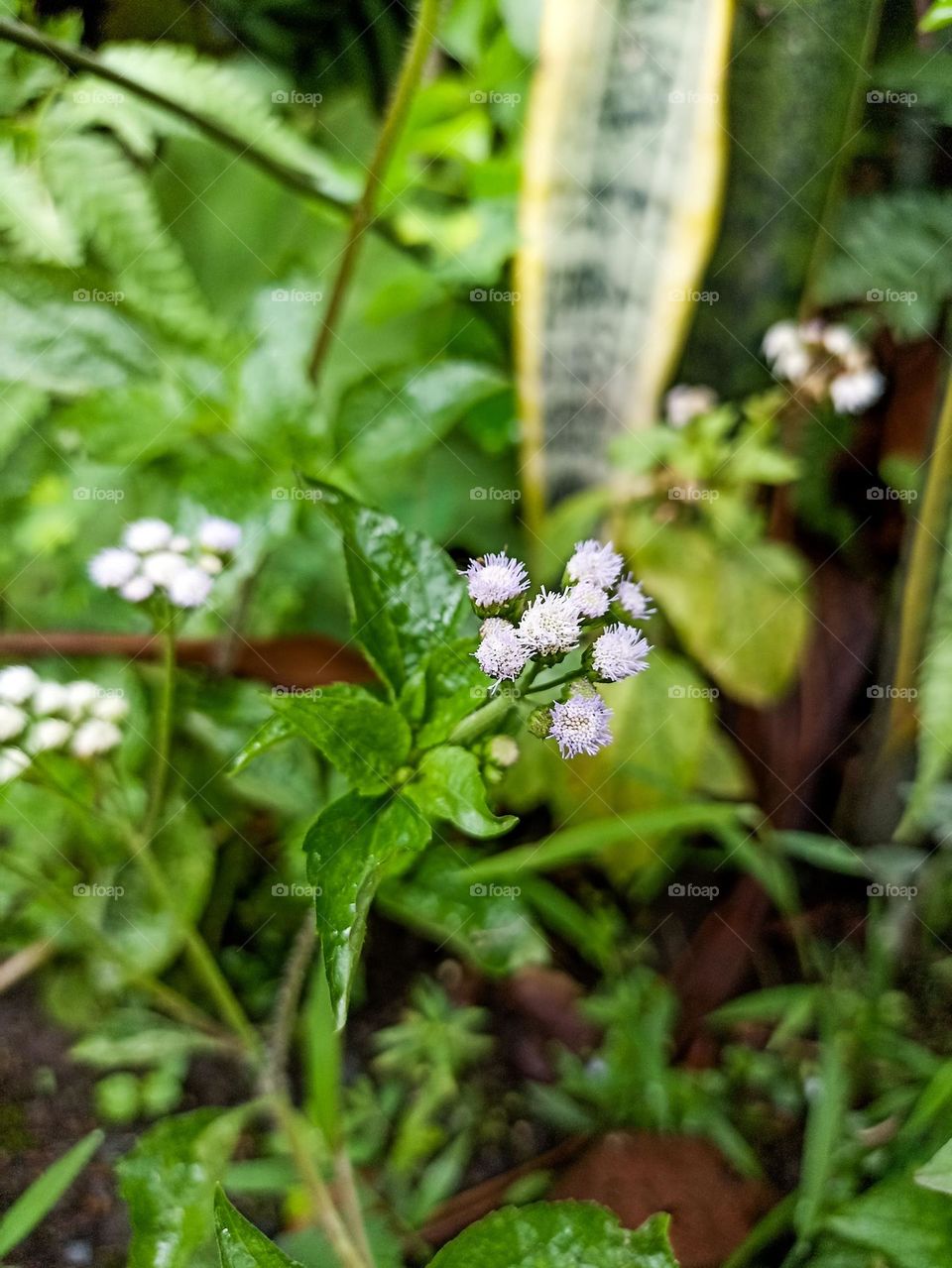 Close-up of white small flowers on green background of plants and leaves. The small flower has a purple core and is located at the front of the image