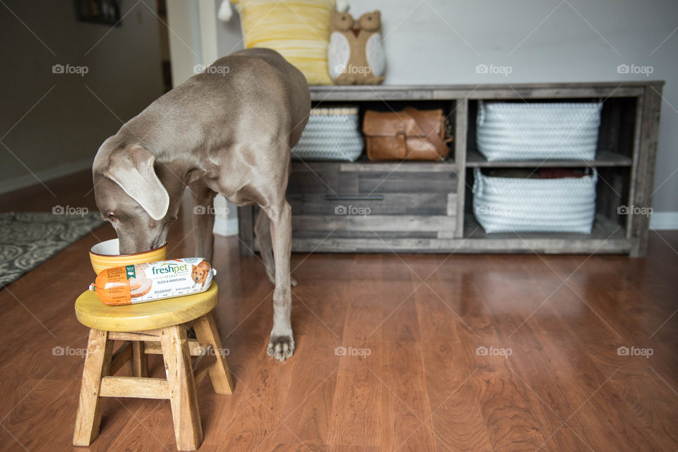Pet weimaraner dog eating dog food indoors