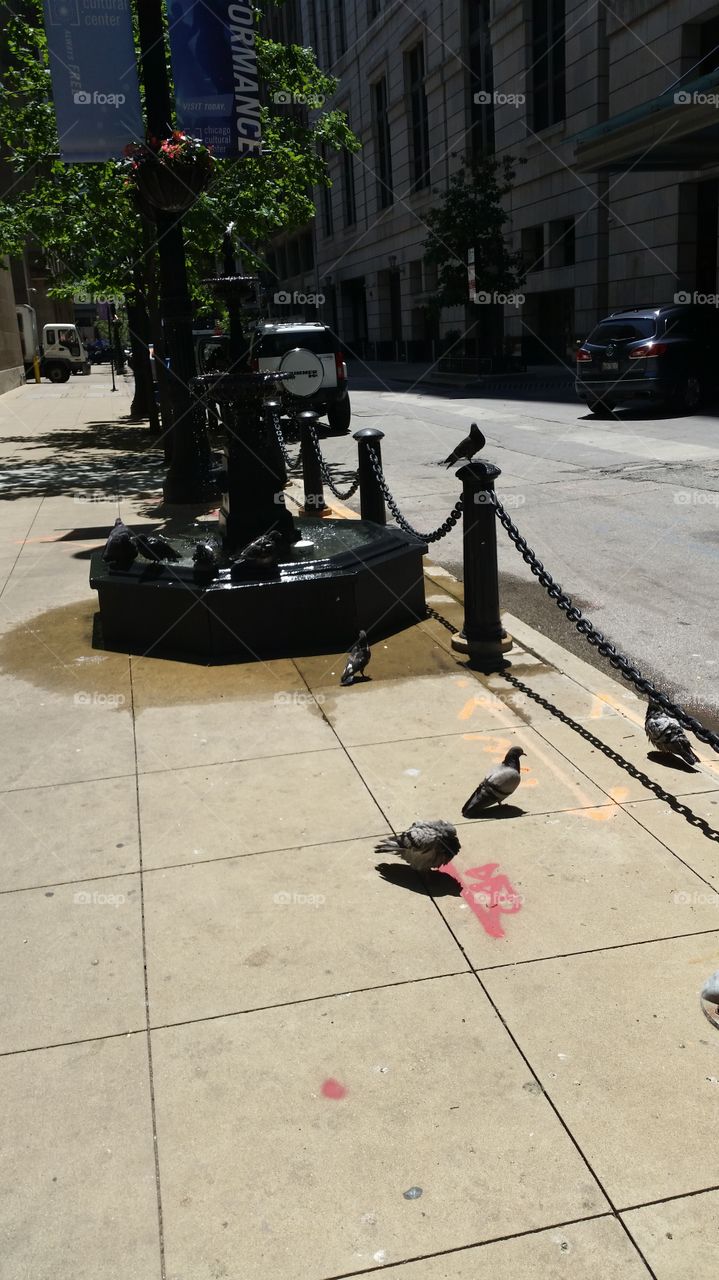Pigeon fountain