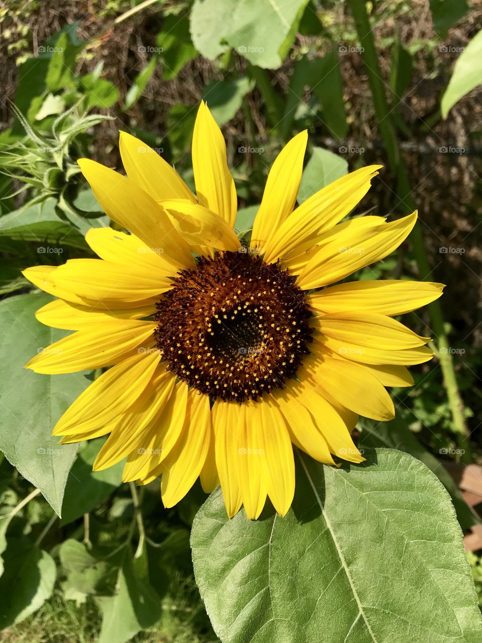Yellow Sunflower head in bloom 