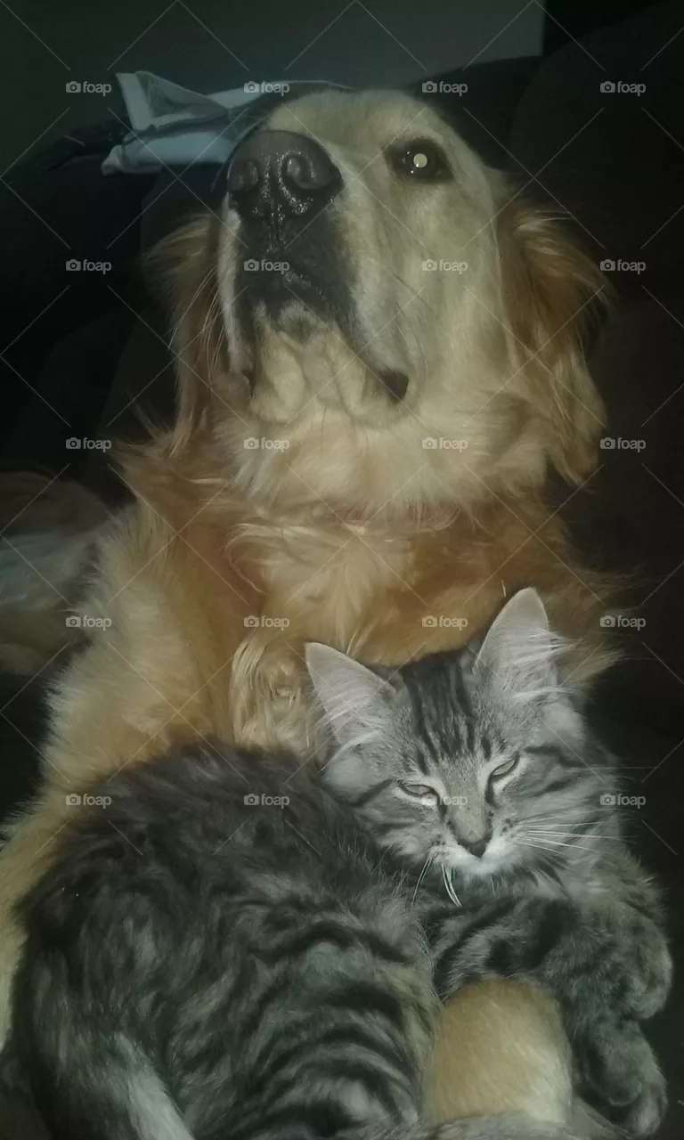Pet, Mammal, Animal, Portrait, Cute