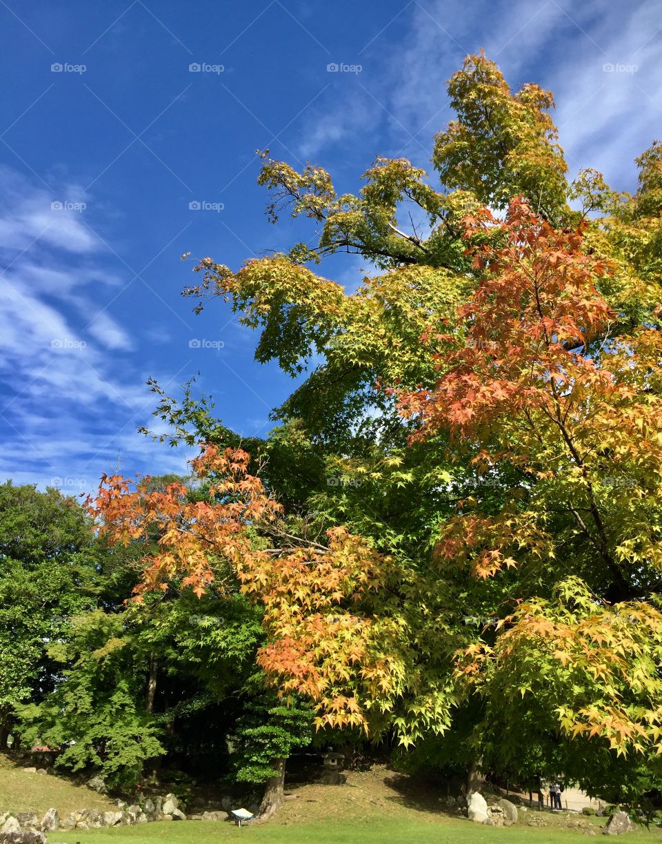 beautiful autumn day