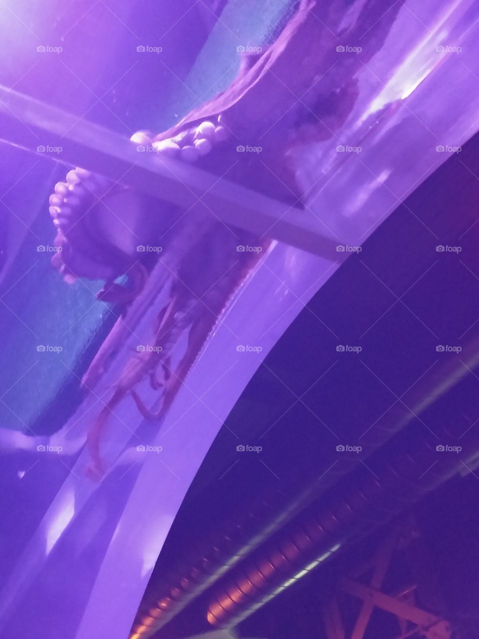 Cleveland Aquarium octopus