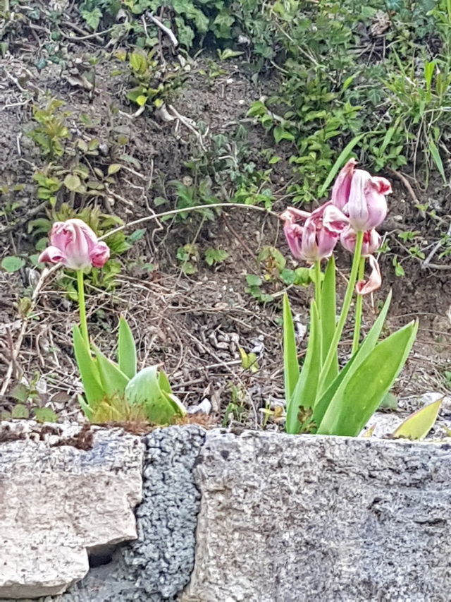 tulipes roses