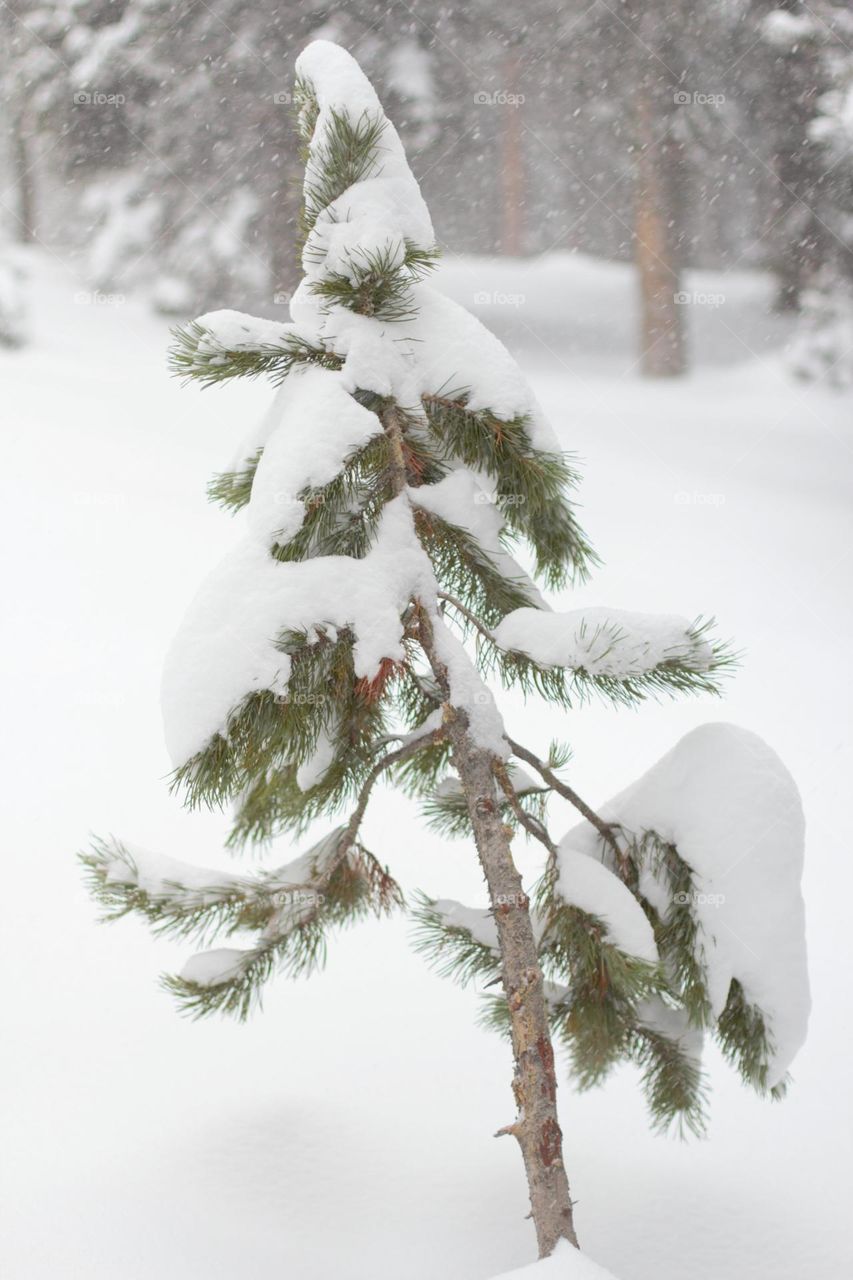 Frosty spruce evergreen tree in winter 
