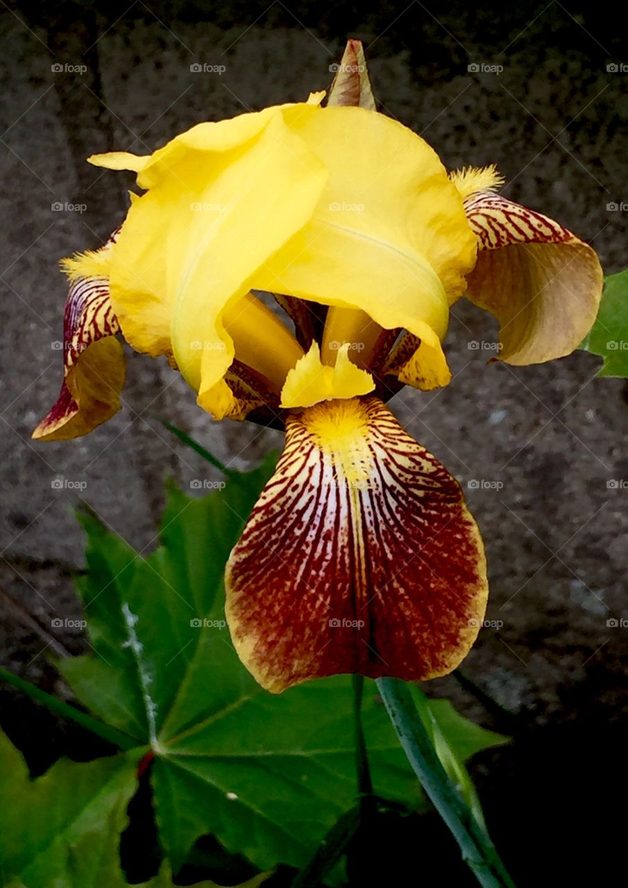 This yellow and maroon iris is dynamic and fascinating. And just like it -You are beautiful inside and out.