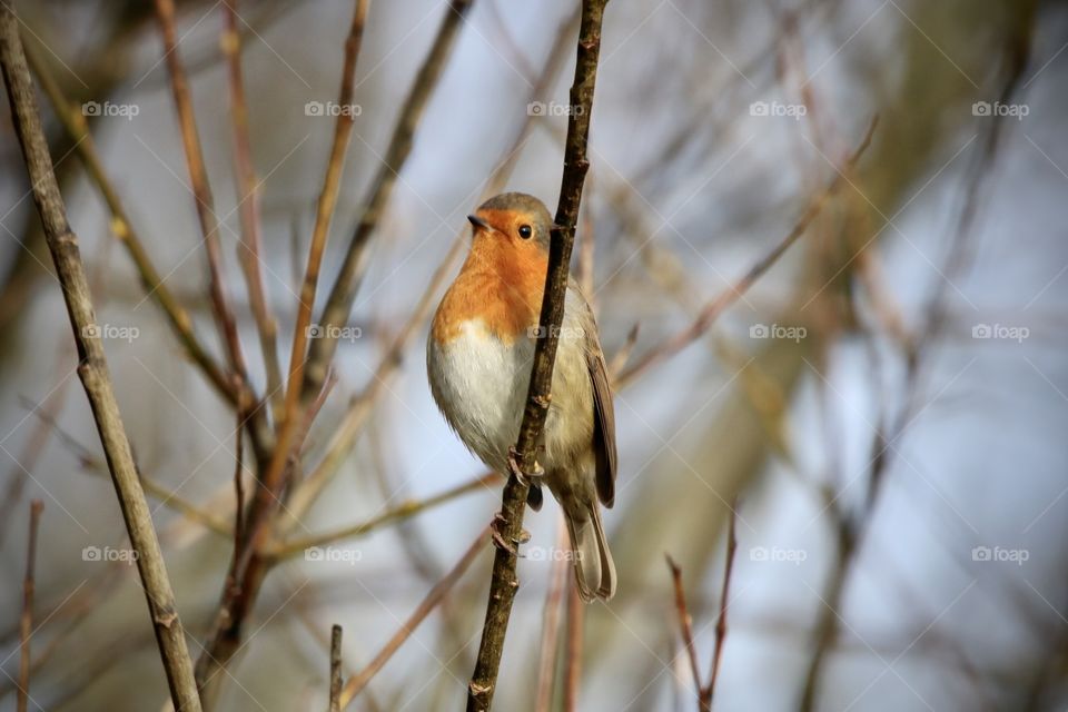 Robin :) 