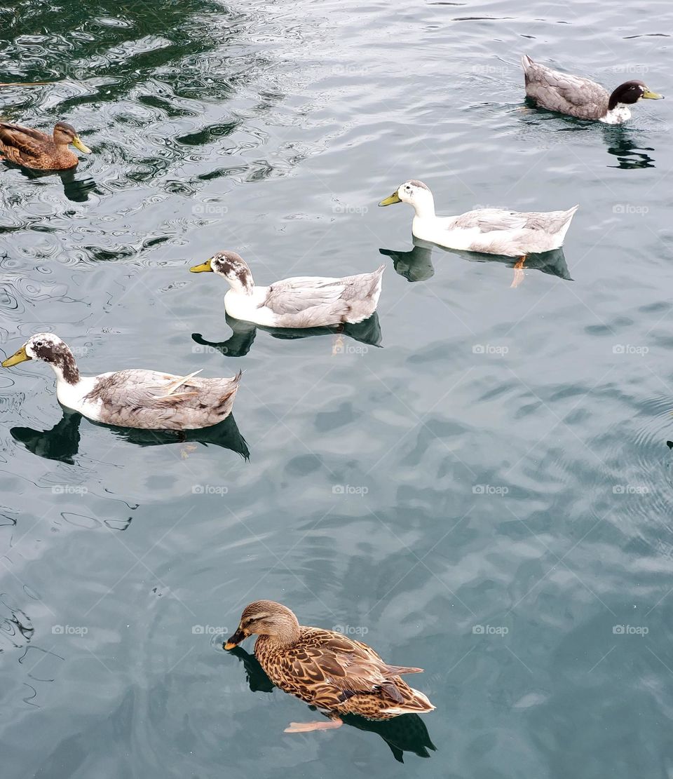 Three White Ducks on the Lake