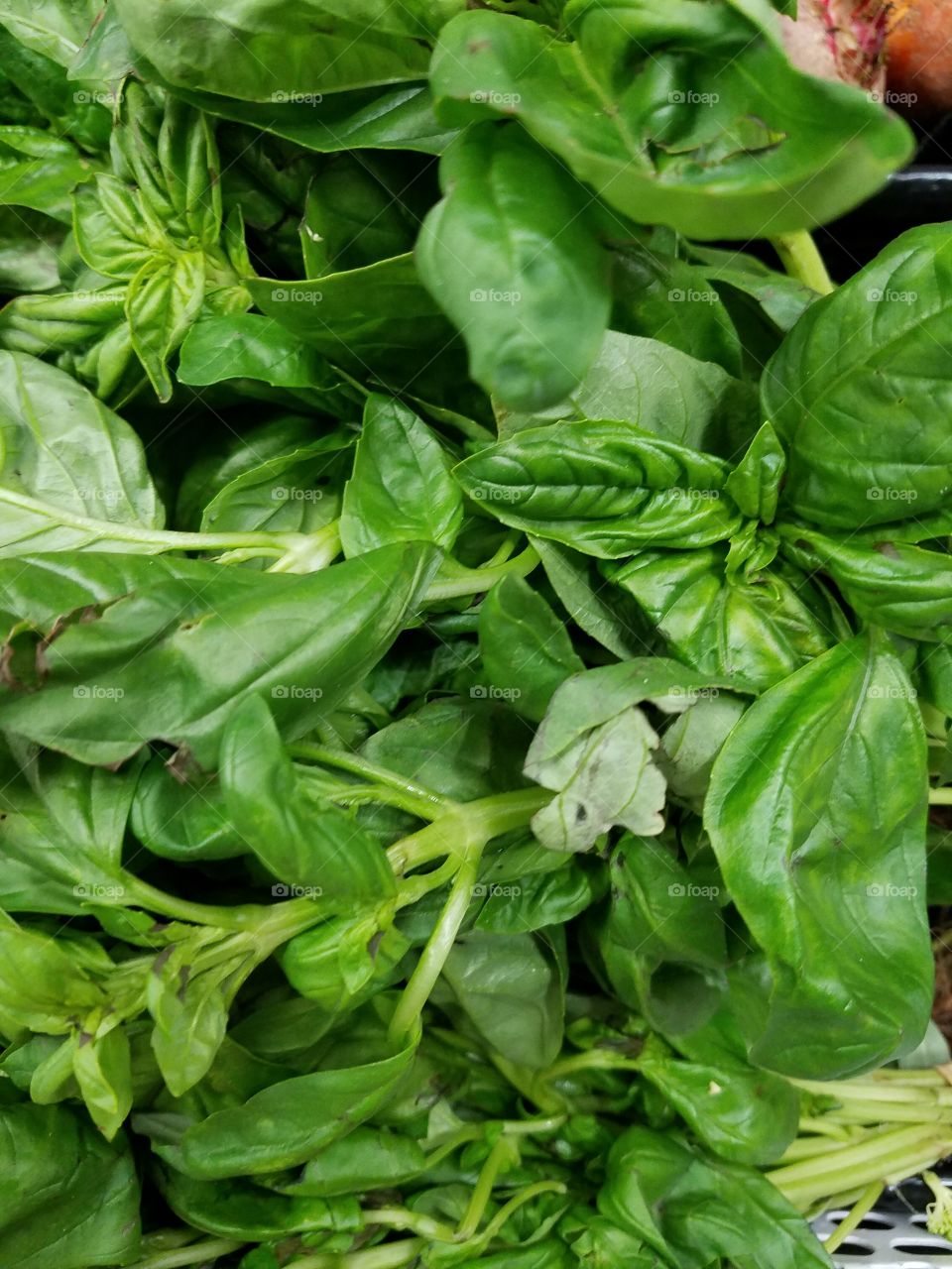 basil