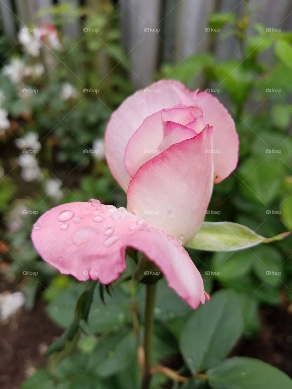 Rain drop on rose