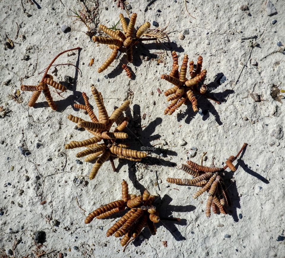 Acacia seeds