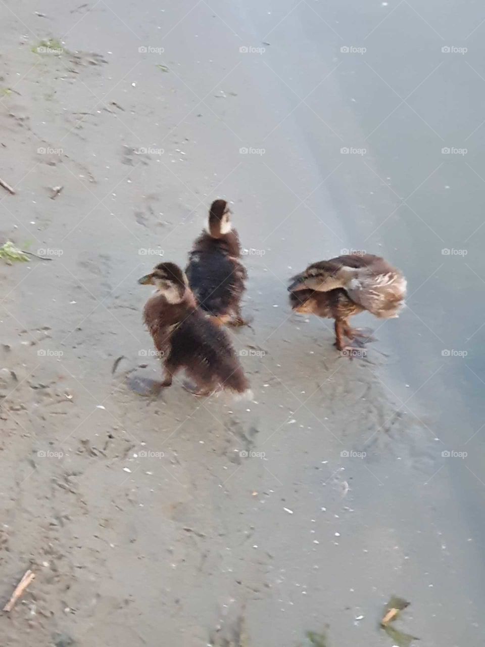 Three ducklings on the sand along the water.